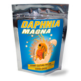 Dafnia Daphnia Magna Cultura