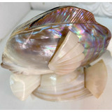 Decoracao Madreperola Conchas Raros