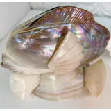 Decoracao Madreperola Conchas Raros
