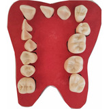 Dente Para Estudo De