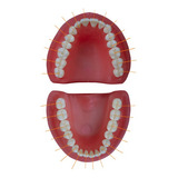 Dente Pronew 36 5