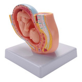 Desenvolvimento Fetal Na Gravidez