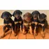 Doberman Europeu Belo Filhote
