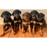Doberman Europeu Belo Filhote