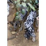 Dogue Alemao Merle E