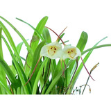 Dracula Lotax Orquidea Cara