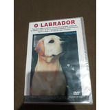 Dvd O Labrador Videos