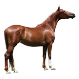 Egua Mangalarga Jj Quenia