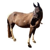 Batida