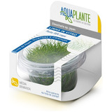 Eleocharis Sp Japan  in Vitro Livre De Algas Aquaplante