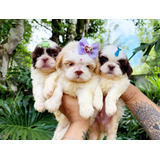 Encantadores Filhotes De Shih