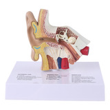 Ensino De Anatomia Científica Do Modelo De Ouvido Humano Tim