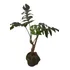 Epipremnum Pinatum Dragon Tail Matriz raro