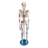 Esqueleto 85 Cm C Inserções Musculares Suporte Anatomia