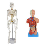 Esqueleto 85 Cm Torso