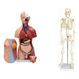 Esqueleto 85 Cm torso