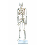 Esqueleto De 85cm Anatomia
