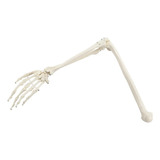 Esqueleto Do Braco E