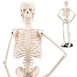 Esqueleto  Esqueleto Humano Anatomia De 45CM  Modelo De Mini Esqueleto Com Juntas Móveis  Modelo De Esqueleto Humano  Tampa De Caveira Removível