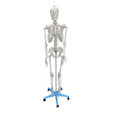 Esqueleto Humano 170 Cm