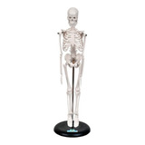 Esqueleto Humano 45cm Com