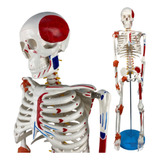 Esqueleto Humano 85 Cm