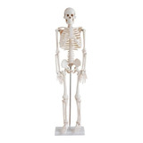 Esqueleto Humano 85 Cm