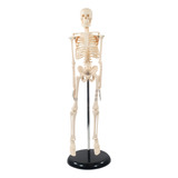 Esqueleto Humano  85 Cm Para Estudo De Anatomia Com Suporte