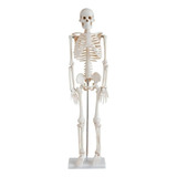 Esqueleto Humano  85 Cm Para Estudo De Anatomia Com Suporte