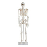 Esqueleto Humano Articulado De