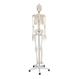 Esqueleto Humano De 180 Cm Em Rodizio   Enfermagem