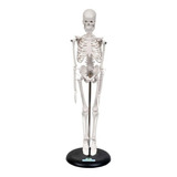 Esqueleto Humano De 45 Cm Com Suporte Sd5002 b   Sdorf