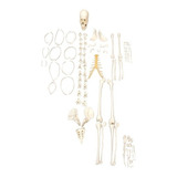 Esqueleto Humano Desarticulado Sobotta Brunner Ossos