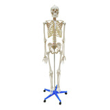 Esqueleto Humano Em Resina