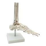 Esqueleto Humano Medico Anatomia
