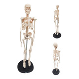 Esqueleto Humano Para Estudo