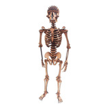 Esqueleto Humano Quebra Cabeca