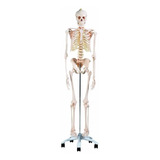Esqueleto Padrao 170cm Em