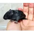Esquilo Gerbil Padrão Black