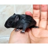 Esquilo Gerbil Padrão Black