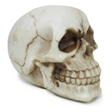 Estatua Cranio Caveira Realista