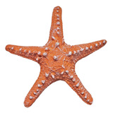 Estrela Do Mar P