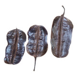 Fava De Aridan Africana