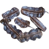 Fava De Aridan Africana