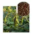 Feijão Guandú  Fava Larga Adubação Verde - 2,5 Kg
