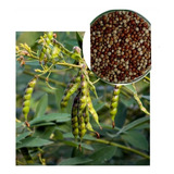 Feijao Guandu Fava Larga