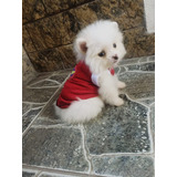 Femea Bibelo Spitz Alemao