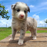 Femea Border Collie Disponivel