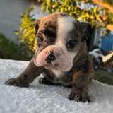 Femea Bulldog Ingles Exotico
