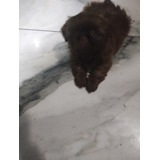 Femea De Shih Tzu